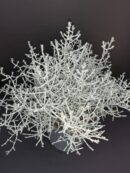 Calocephalus brownii