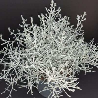 Calocephalus brownii