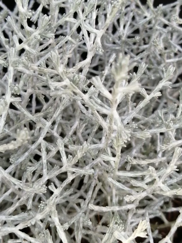Calocephalus brownii, foto 2