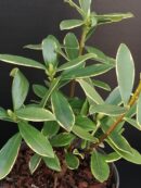 Daphne odora Aureomarginata