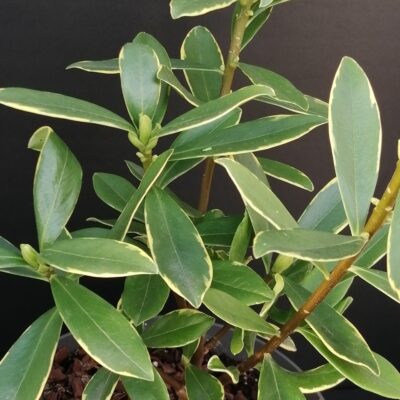 Daphne odora Aureomarginata