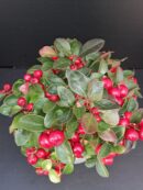 Gaultheria procumbens Big Cherry