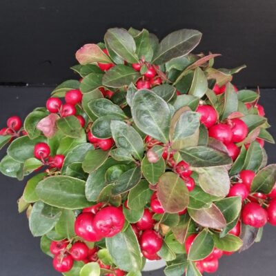 Gaultheria procumbens Big Cherry