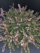 Erica darleyensis Red