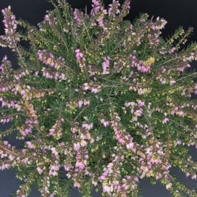 Erica darleyensis Red