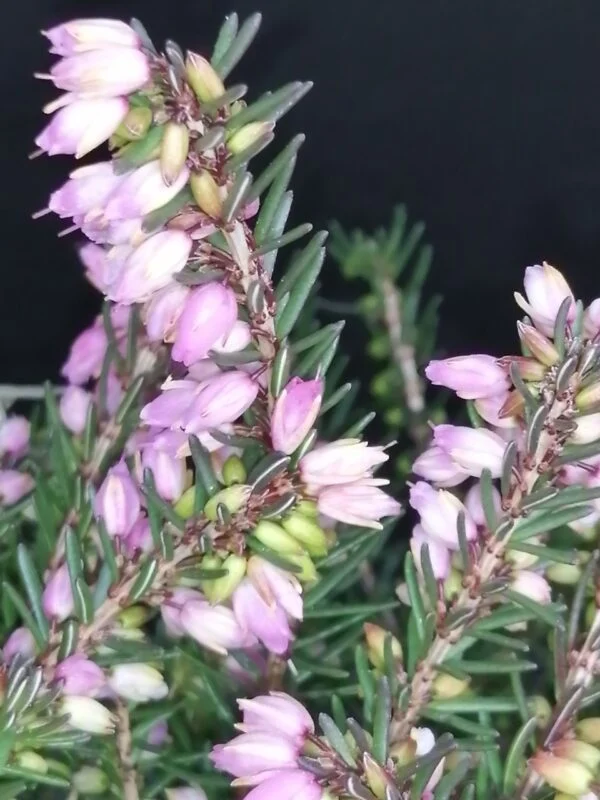 Erica darleyensis Red, foto 2