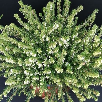 Erica darleyensis White