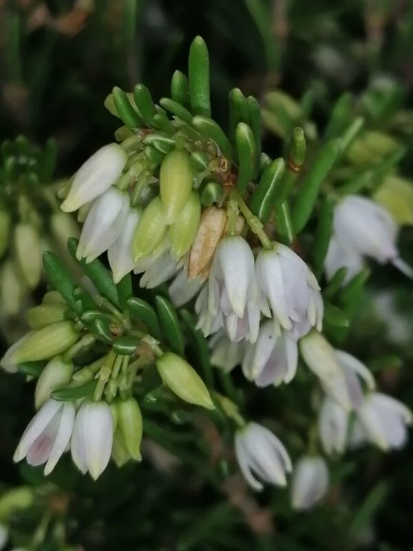 Erica darleyensis White, foto 2
