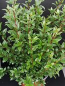 Myrtus communis