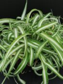 Clorophytum comosum Bonnie