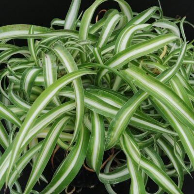 Clorophytum comosum Bonnie