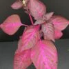 Iresine herbstii acuminata (versicolor), pianta da interno