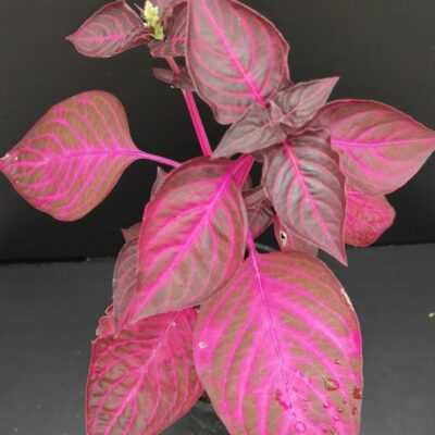 Iresine herbstii acuminata (versicolor)