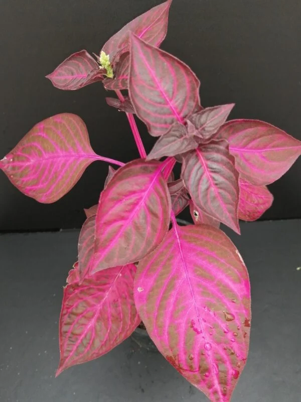 Iresine herbstii acuminata (versicolor), pianta da interno