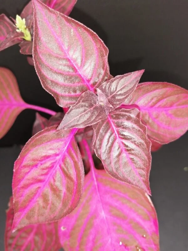 Iresine herbstii acuminata (versicolor), foto 3