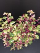 Iresine herbstii aureo reticulata