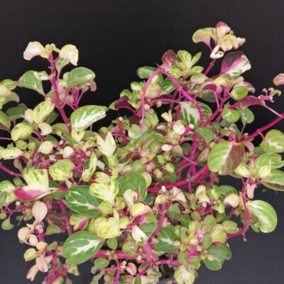 Iresine herbstii aureo reticulata