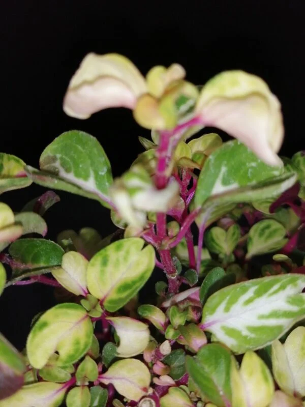 Iresine herbstii aureo reticulata, foto 2