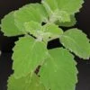 Plectranthus Mont Carbine, pianta per orto e cucina