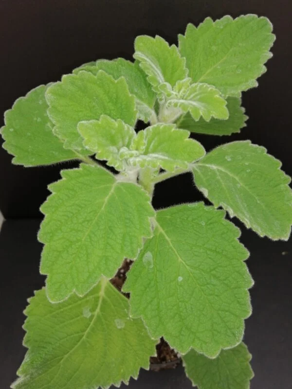 Plectranthus Mont Carbine, pianta per orto e cucina