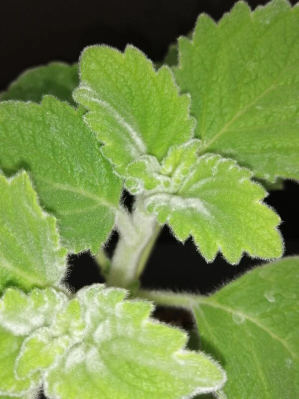Plectranthus Mont Carbine, foto 2