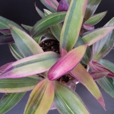 Tradescantia pallida Pink Stripe