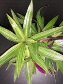 Tradescantia spathacea Cream