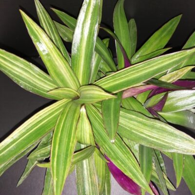 Tradescantia spathacea Cream