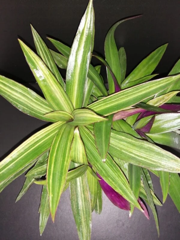 Tradescantia spathacea Cream, pianta da interno