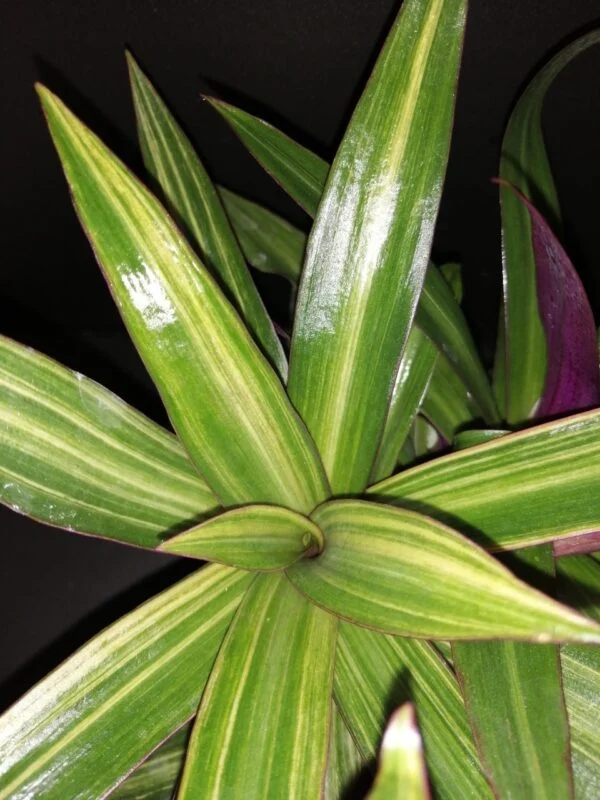 Tradescantia spathacea Cream, foto 2