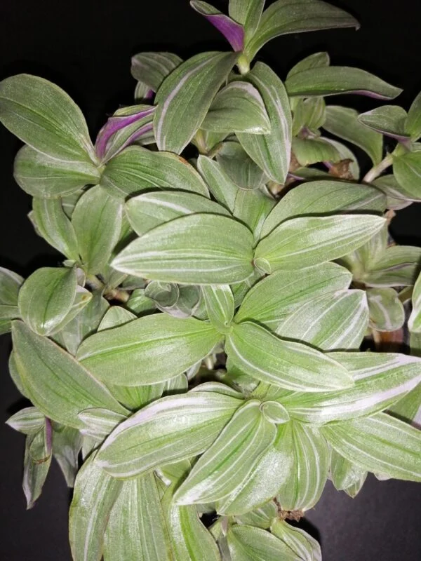 Tradescantia Mini Lilac, pianta da interno
