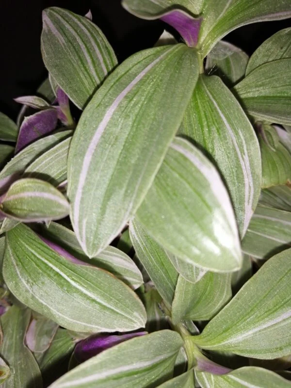 Tradescantia Mini Lilac, foto 2