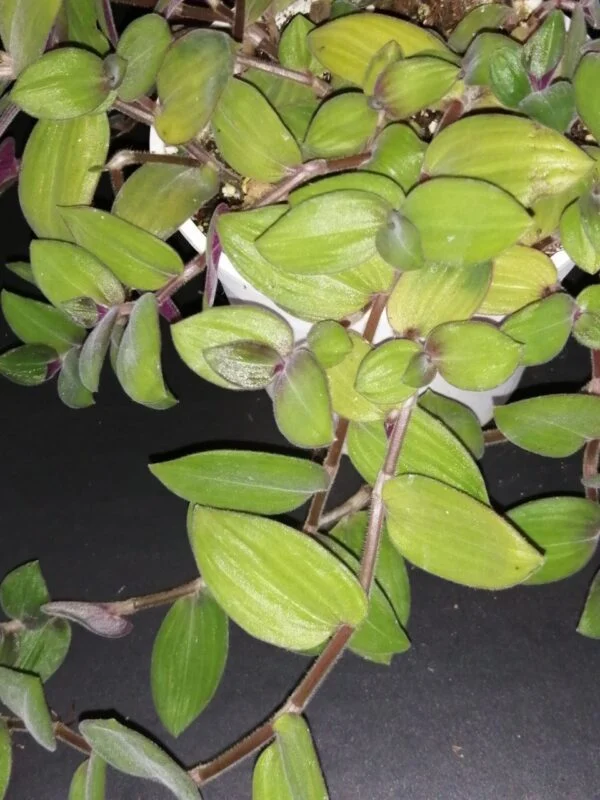 Cyanotis ciliata Hijau Baru, foto 11