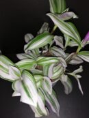 Tradescantia cerinthoides Nanouk, sin. Tradescantia Bubble Gum