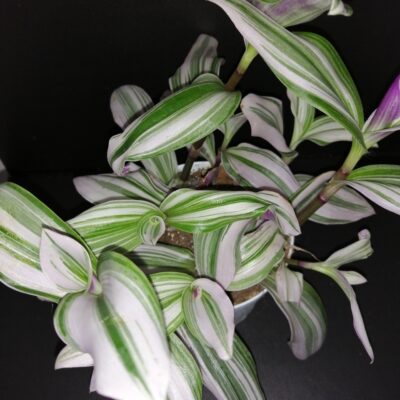 Tradescantia cerinthoides Nanouk, sin. Tradescantia Bubble Gum