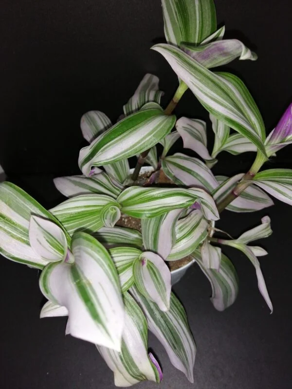 Tradescantia cerinthoides Nanouk, sin. Tradescantia Bubble Gum, pianta da interno e da esterno
