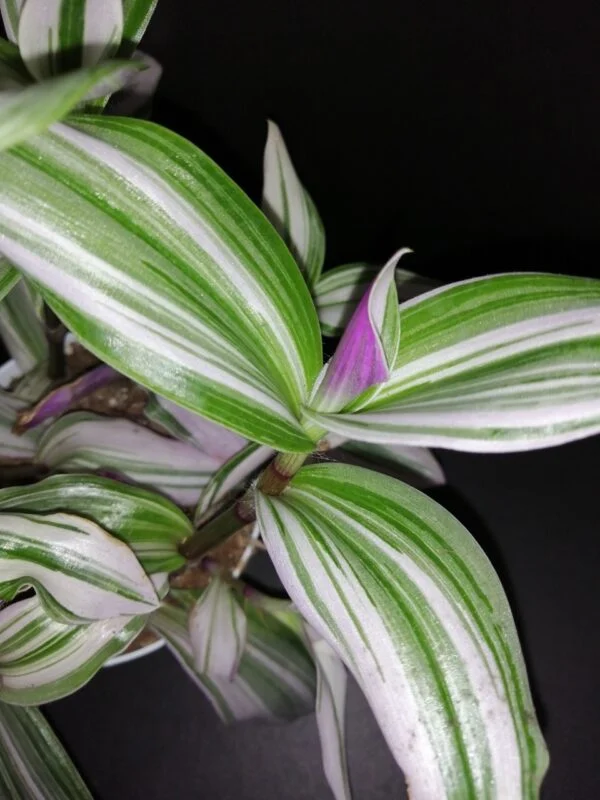 Tradescantia cerinthoides Nanouk, sin. Tradescantia Bubble Gum, foto 4