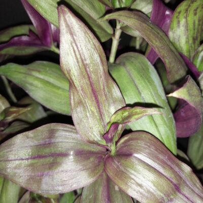 Tradescantia zebrina Red Gem