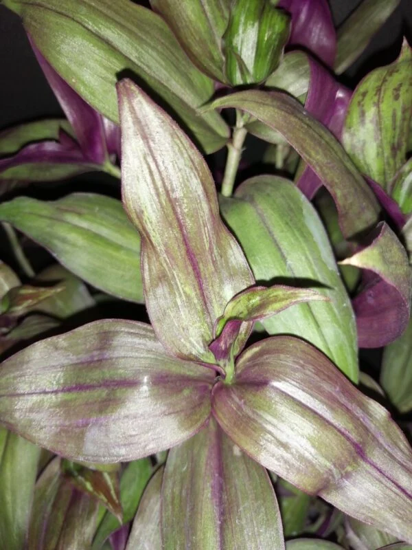 Tradescantia zebrina Red Gem, pianta da interno