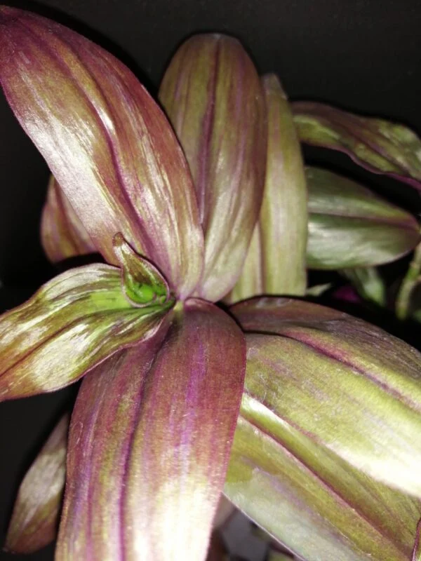 Tradescantia zebrina Red Gem, foto 2