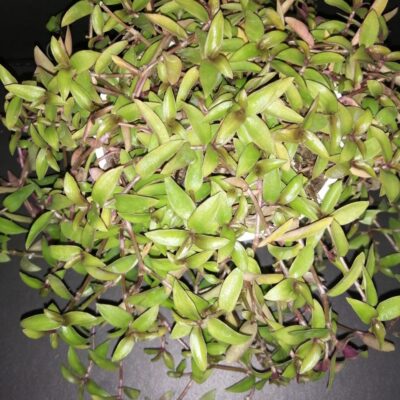 Belosynapsis kawakamii