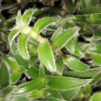 Cyanotis vaga, Commelina hirsuta, Cyanotis abyssinica