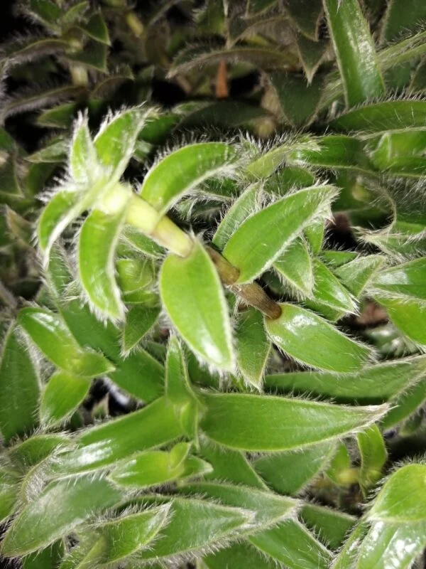 Cyanotis vaga, Commelina hirsuta, Cyanotis abyssinica, pianta da interno e da esterno