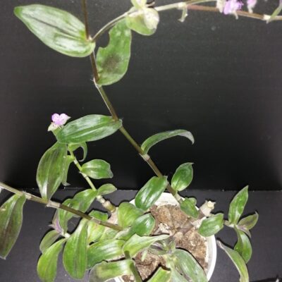 Tradescantia Stanley