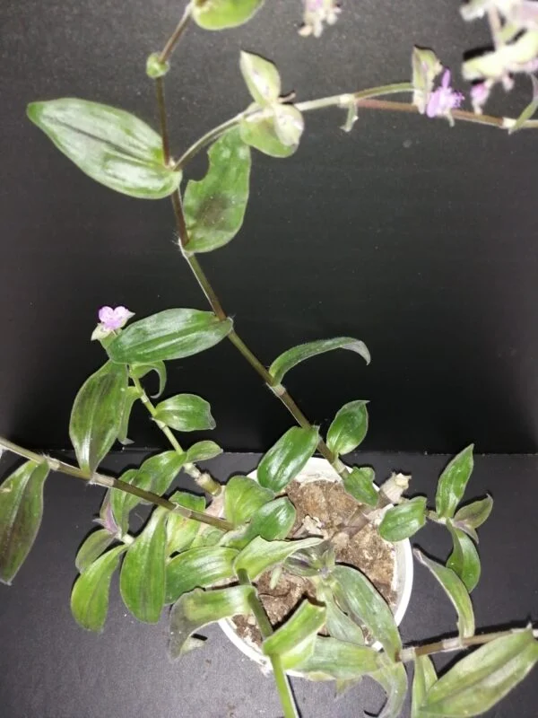Tradescantia Stanley, pianta da interno