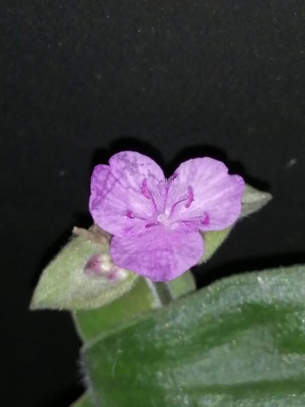 Tradescantia Stanley, foto 3