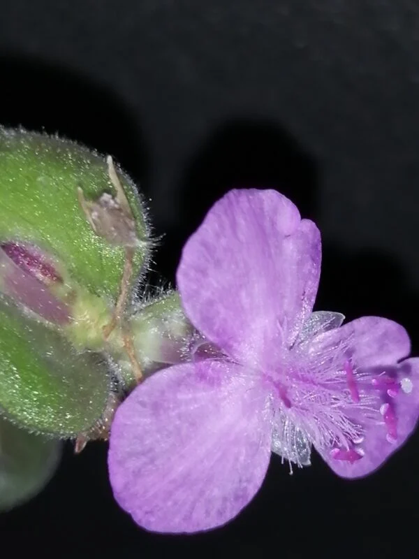 Tradescantia Stanley, foto 2