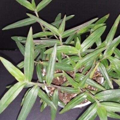 Commelina chamissonis