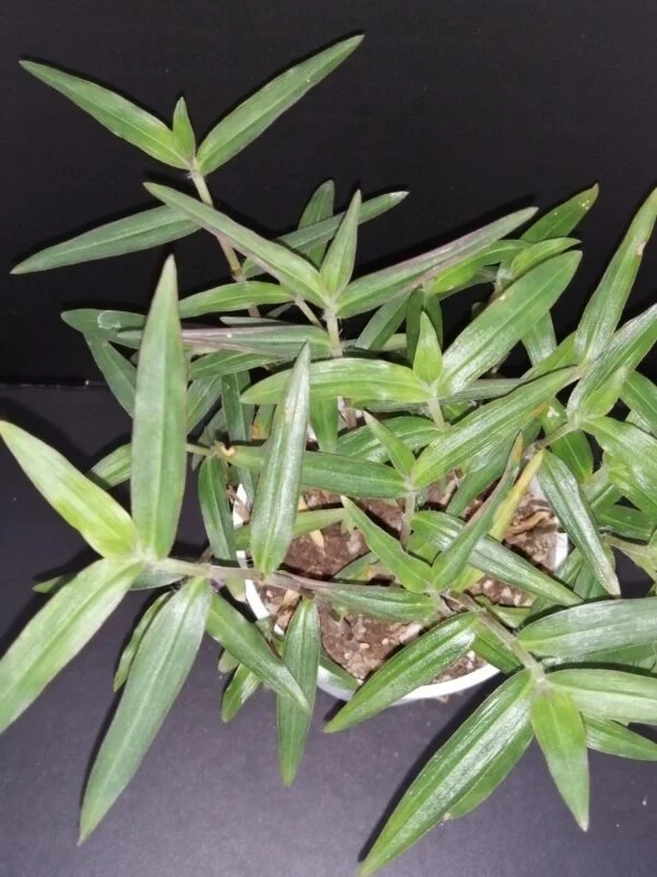 Commelina chamissonis, pianta da interno
