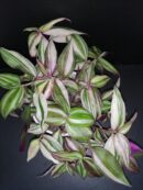 Tradescantia zebrina Discolor Multicolor